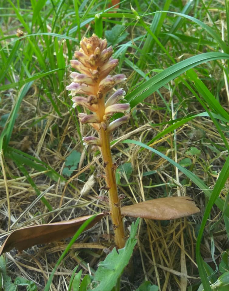 Bird nest orchid