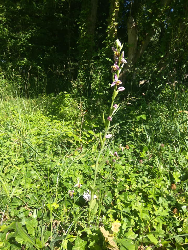 Bee orchid 7