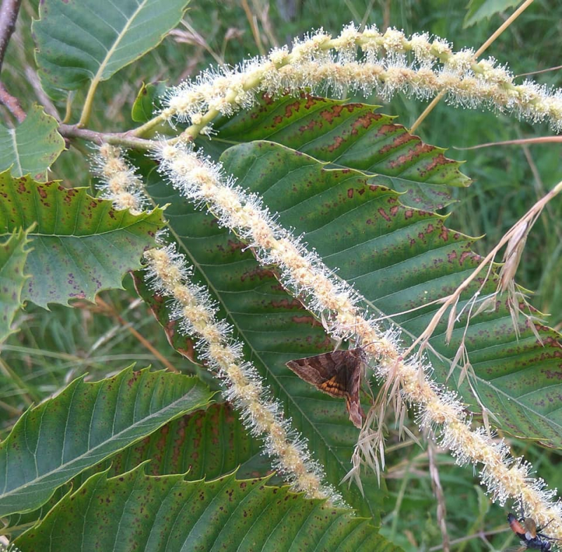 Chestnut flower and butterfly