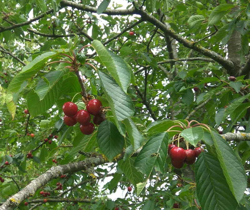 Cherries