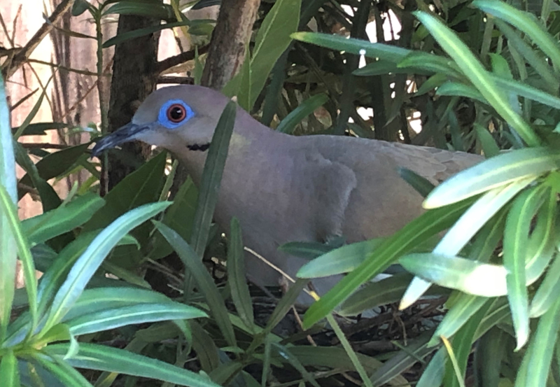 American dove (2)