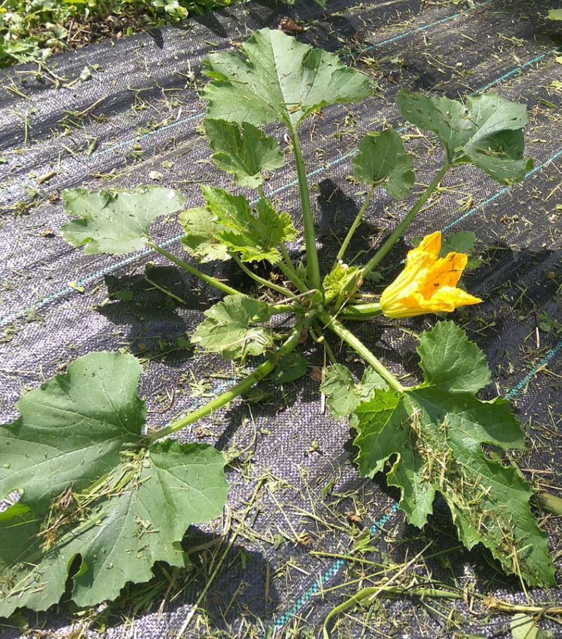 Female courgette