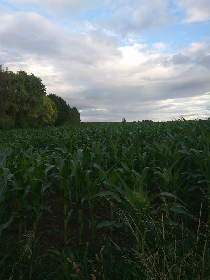 Maize has grown