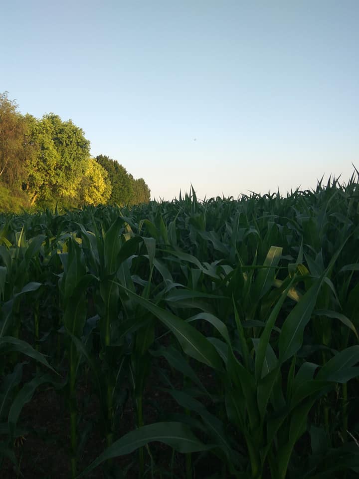 That corns growing