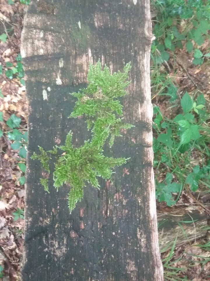 Moss on the bench