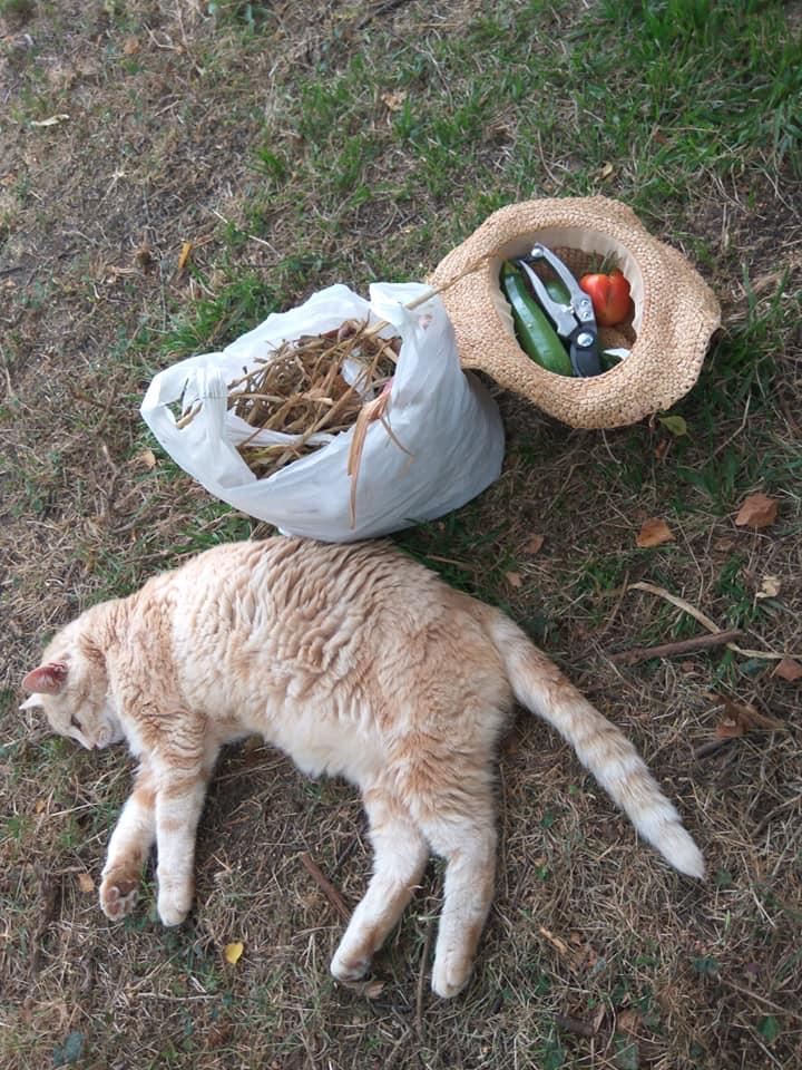 Fergus guarding produce