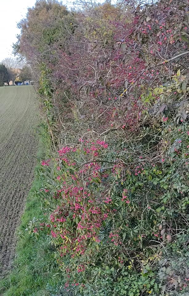 Spindles and hawthorn