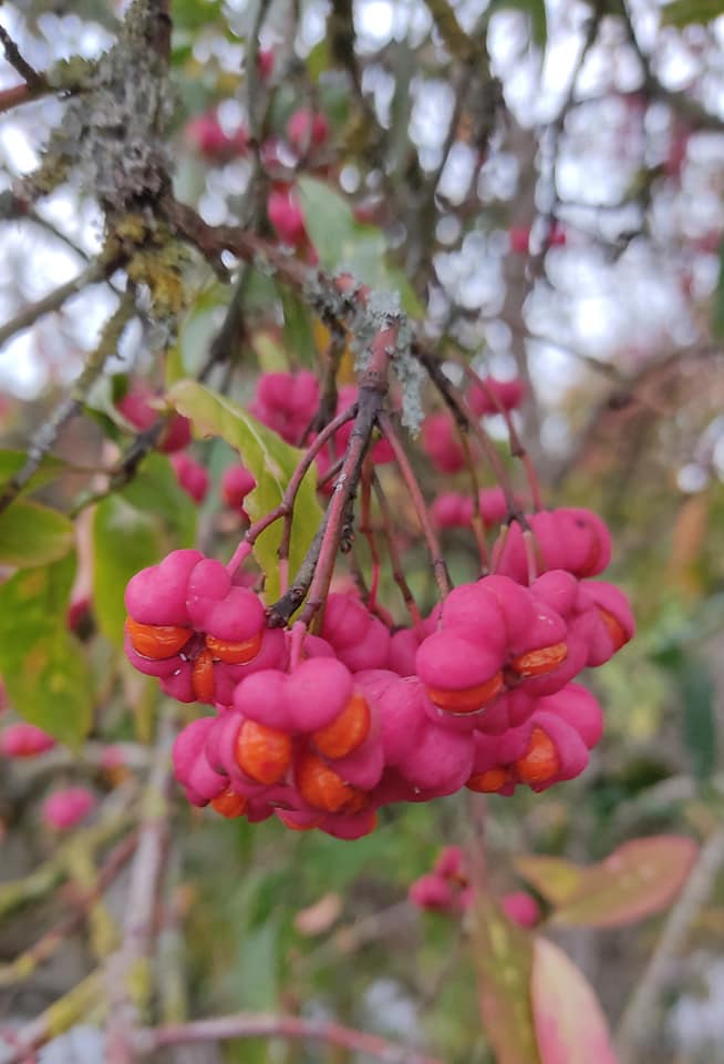 Spindle detail 2