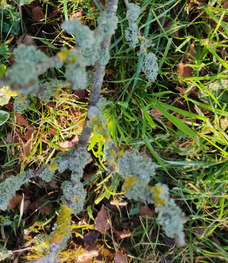 Out of focus lichen