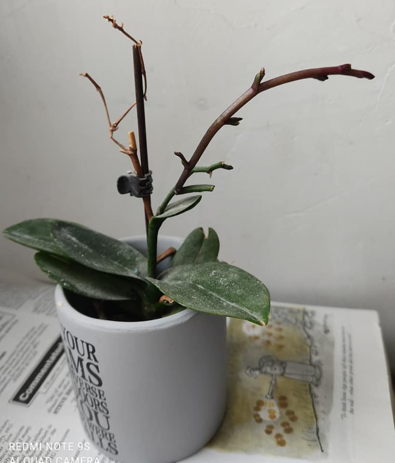 Orchid progress