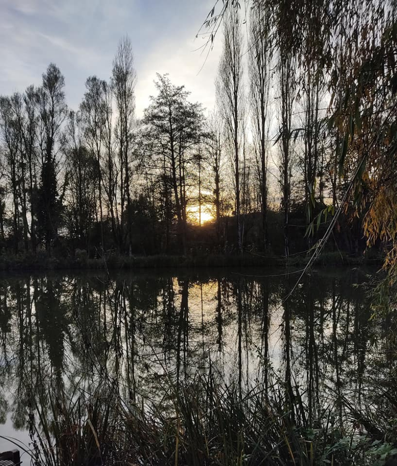 Sunset through trees