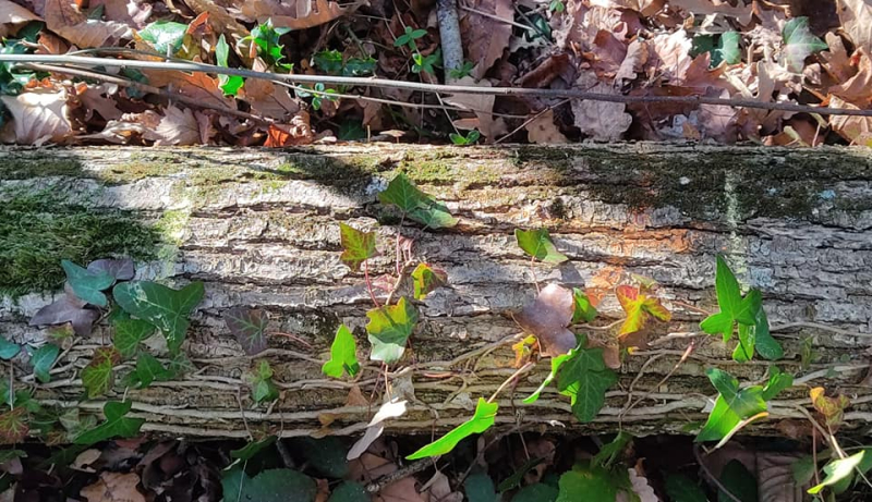 Marked up firewood