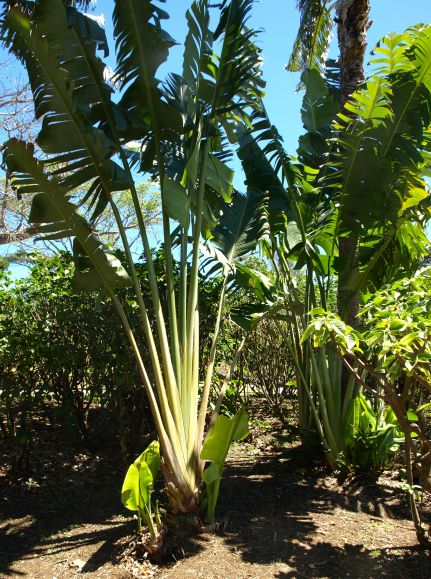 Palm tree babies