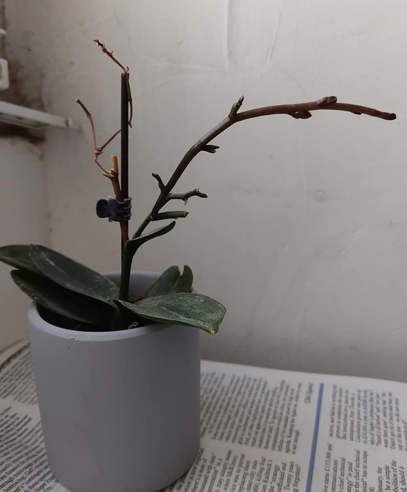 Orchid progress 2