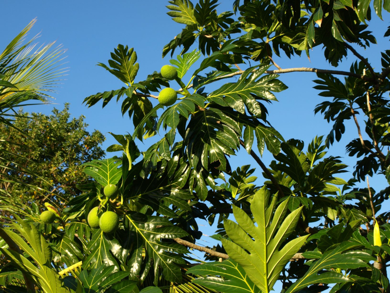 Breadfruit