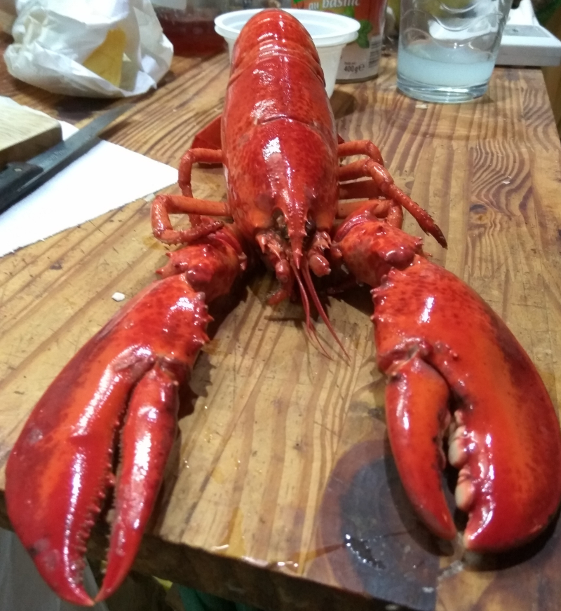 Lobster