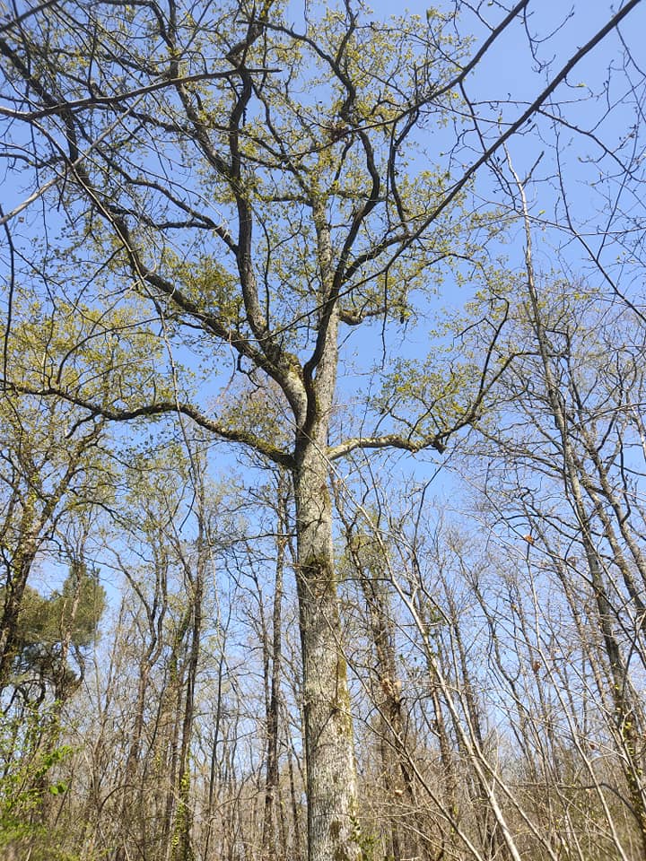 King of the forest