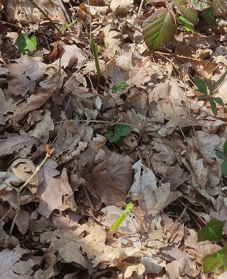 Lily of the valley shoots