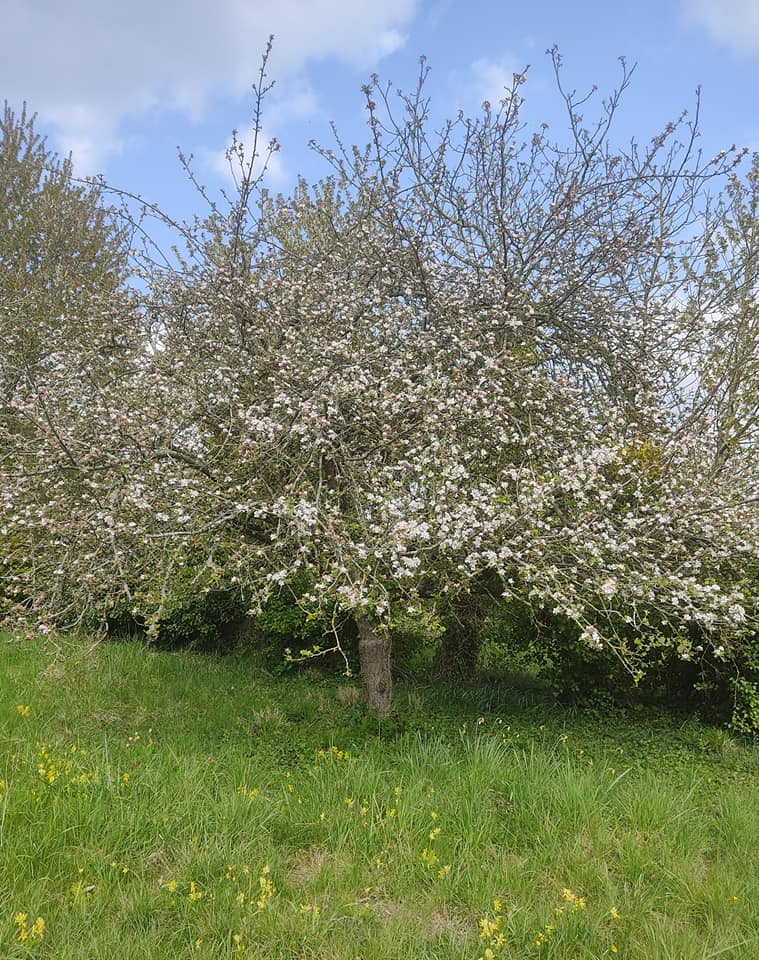 Canada apple tree in blossom