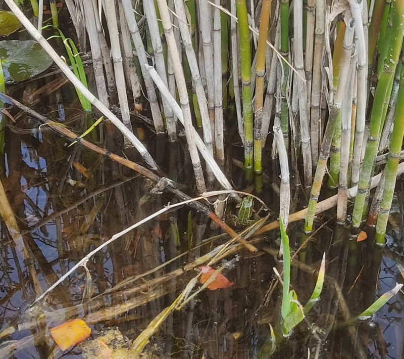 Newt pond