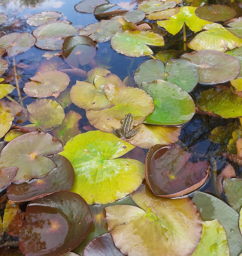 Newt pond