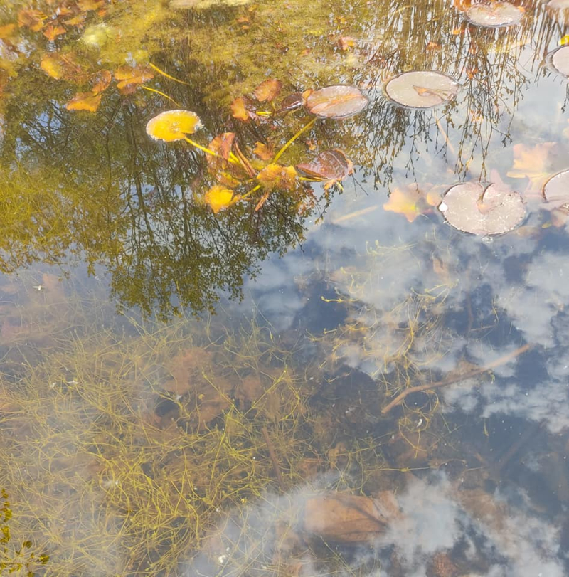 Newt pond