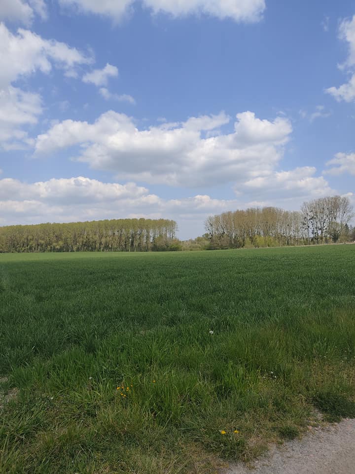 Rural view