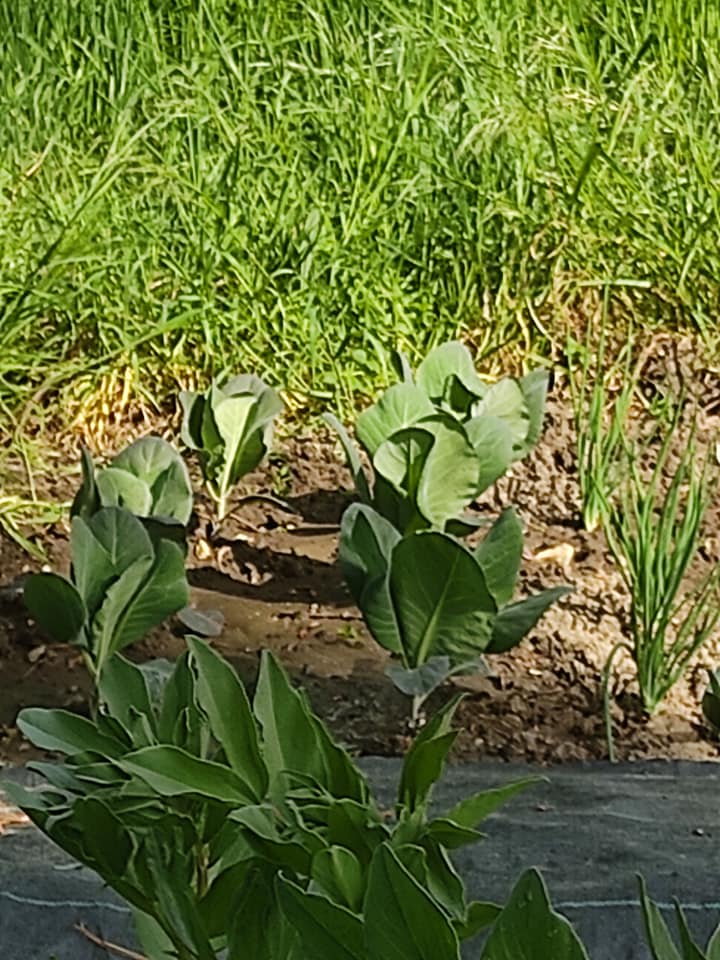 Hispi cabbages coming on nicely