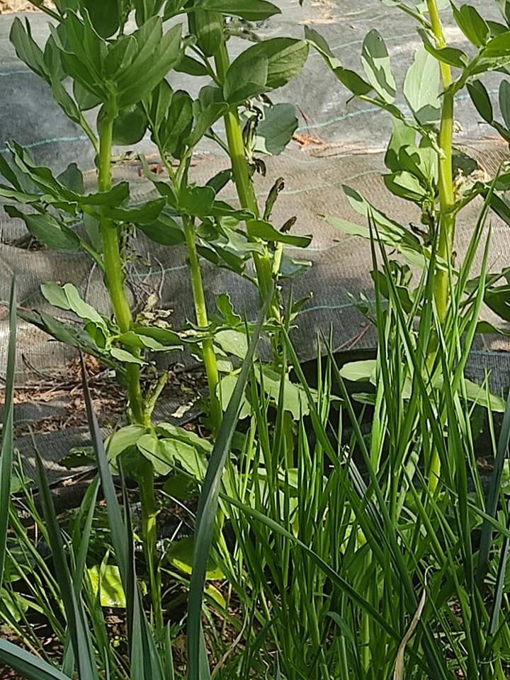 More baby broad beans