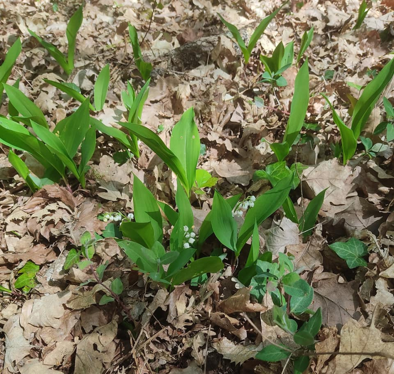 Lily of the valley flowering