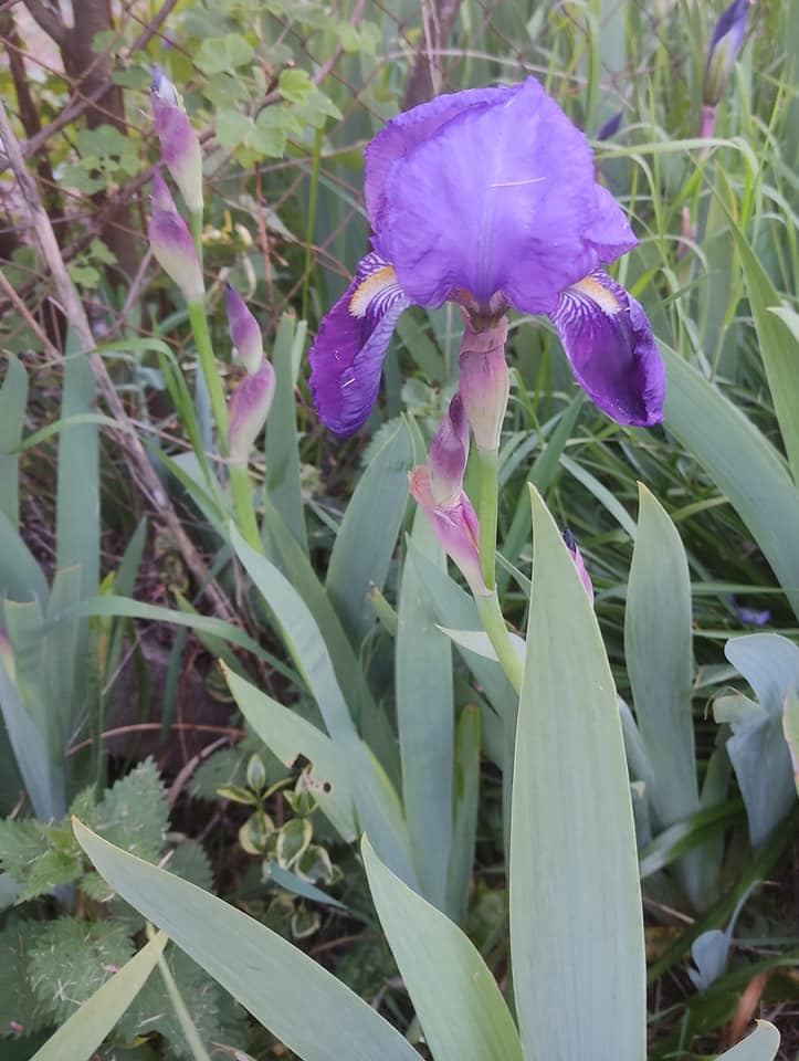 First iris