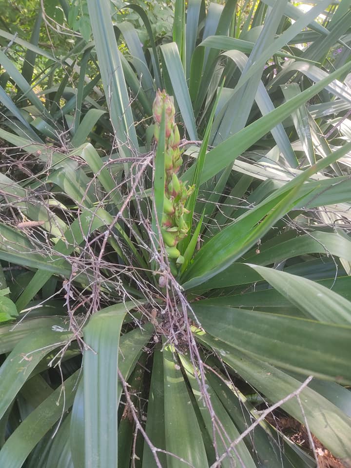 Yukka flower buds