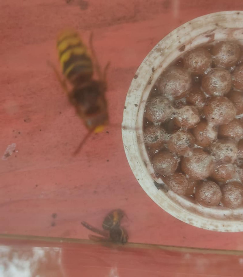 European asian hornet queen