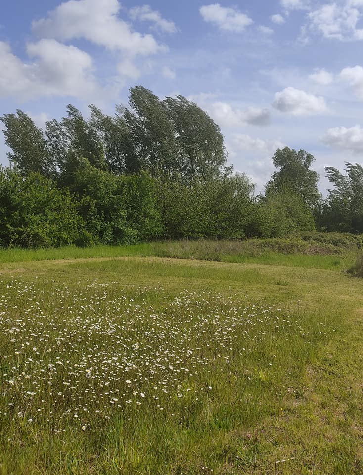 Wind in the poplars