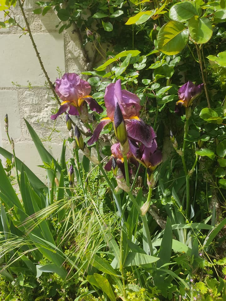 Dramatic irises