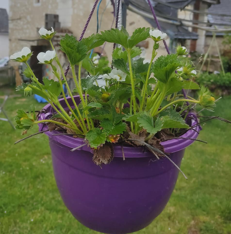 Strawberry hanging basket