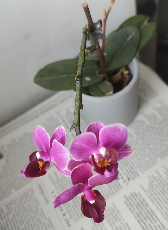 Orchid with 3 2