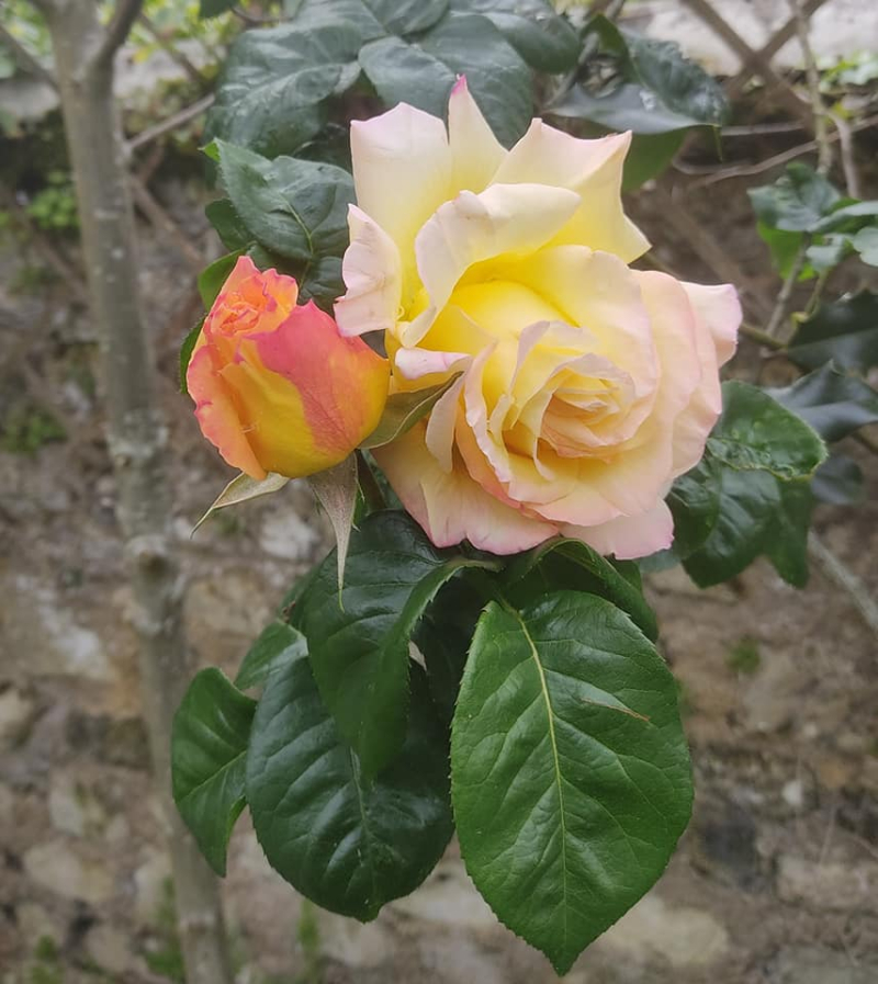 Yellowish rose