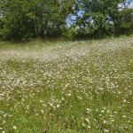 Oxeye daisies a gogo