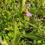 Fuzzy first bee orchid