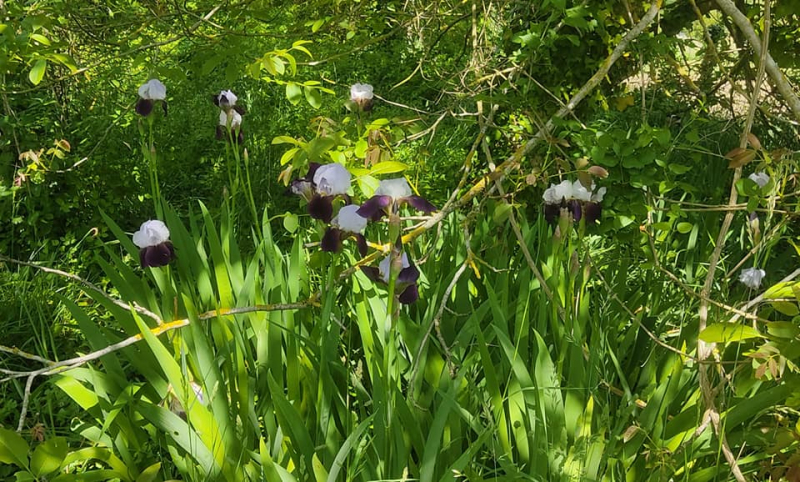 Best irises