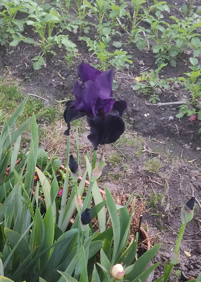 Black iris 2