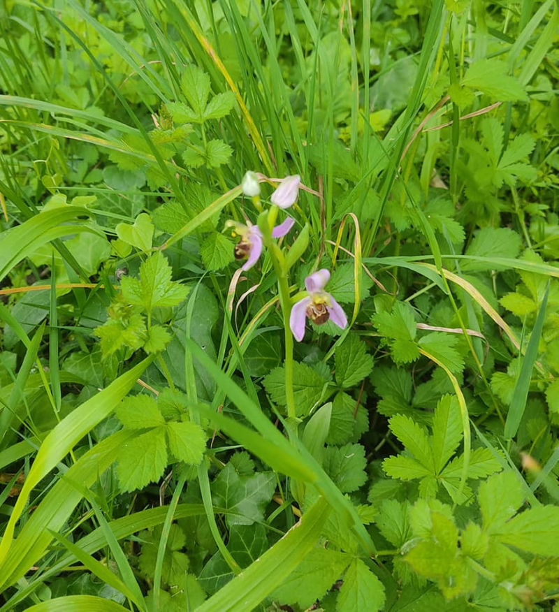 Bee orchid