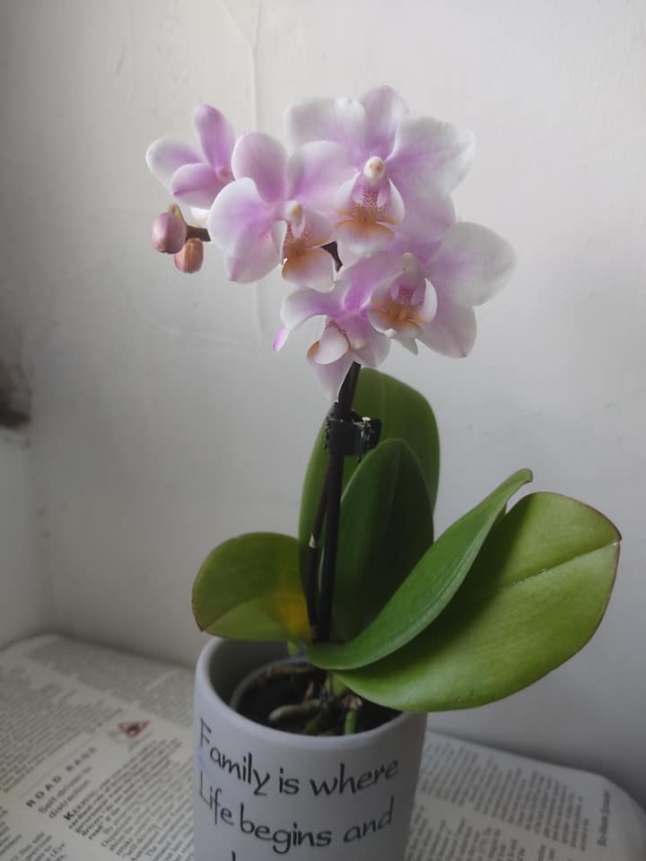 New orchid