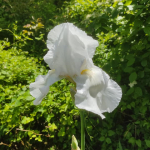 White iris