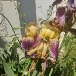 More irises