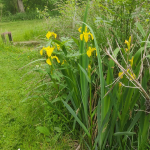 Wild irises