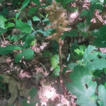 Birds nest orchid