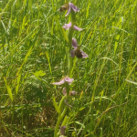 Bee orchid nearly over