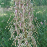 Lizard orchid close up